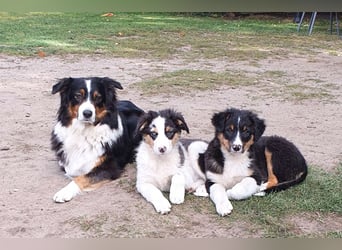 Australian Shepherd Junghund