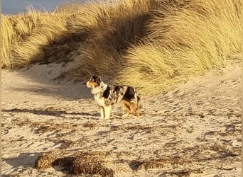 Australien Shepherd Welpen VDH/ CASD