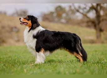 Australien Shepherd Welpen VDH/ CASD