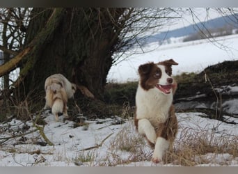 Australian Shepherd Zuchthündin voll Ausgewertet