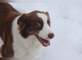 Australian Shepherd Zuchthündin voll Ausgewertet