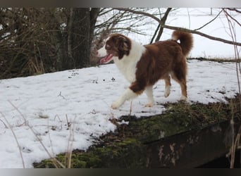 Australian Shepherd Zuchthündin voll Ausgewertet