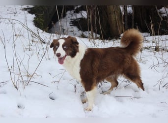 Australian Shepherd Zuchthündin voll Ausgewertet