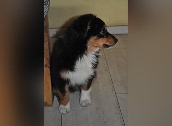 5 Sterne Zuhause für unsere Romy (ASCA) gesucht