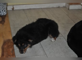 5 Sterne Zuhause für unsere Romy (ASCA) gesucht