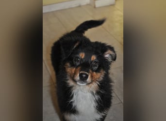 5 Sterne Zuhause für unsere Romy (ASCA) gesucht