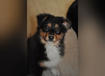 5 Sterne Zuhause für unsere Romy (ASCA) gesucht