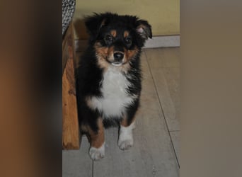 5 Sterne Zuhause für unsere Romy (ASCA) gesucht