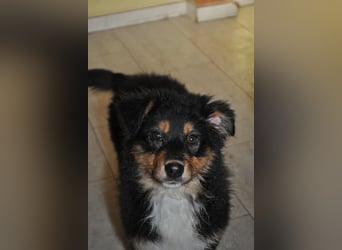 5 Sterne Zuhause für unsere Romy (ASCA) gesucht