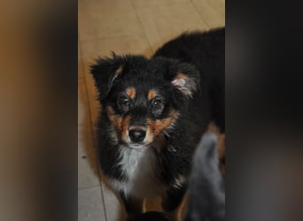 5 Sterne Zuhause für unsere Romy (ASCA) gesucht