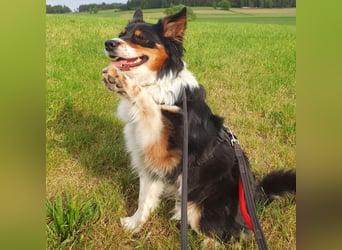 Menschenbezogen aber reizoffen - Elsa wartet in 92431 Neunburg.