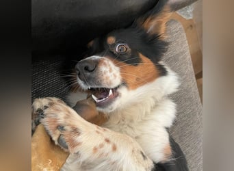 Elsa - eine sensible Hündin