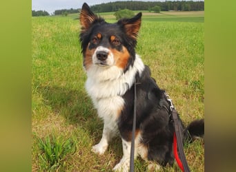 Menschenbezogen aber reizoffen - Elsa wartet in 92431 Neunburg.