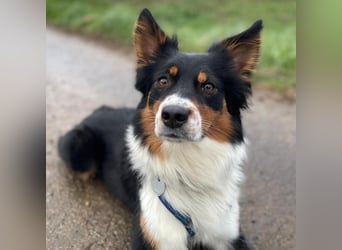 Elsa - eine sensible Hündin