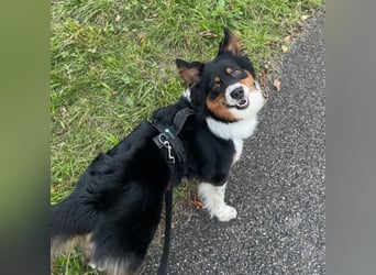 Elsa - eine sensible Hündin