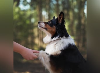 Elsa - eine sensible Hündin