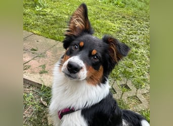 Elsa - eine sensible Hündin