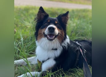 Elsa - eine sensible Hündin