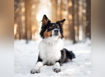 Elsa - eine sensible Hündin