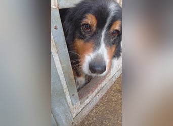 Virag, hübsche Australian Shepherd Hündin geb. 06/2021
