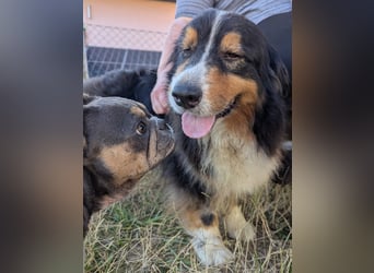 Virag, hübsche Australian Shepherd Hündin geb. 06/2021