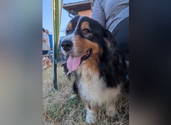 Virag, hübsche Australian Shepherd Hündin geb. 06/2021