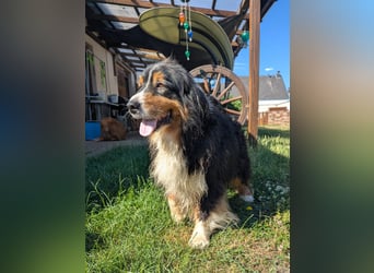 Virag, hübsche Australian Shepherd Hündin geb. 06/2021