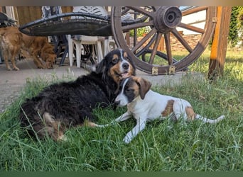 Virag, hübsche Australian Shepherd Hündin geb. 06/2021
