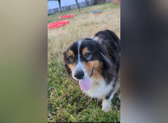 Virag, hübsche Australian Shepherd Hündin geb. 06/2021