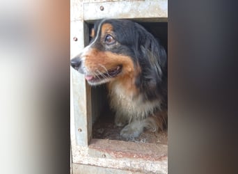 Virag, hübsche Australian Shepherd Hündin geb. 06/2021