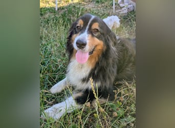 Virag, hübsche Australian Shepherd Hündin geb. 06/2021