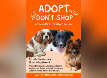 Artur, süßer Australian Shepherd Welpe geb. 05/2026