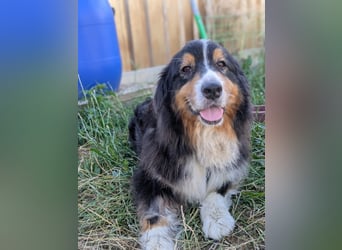 Virag, hübsche Australian Shepherd Hündin geb. 06/2021