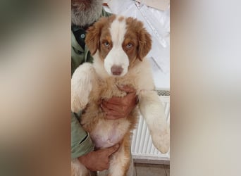 Artur, süßer Australian Shepherd Welpe geb. 05/2026