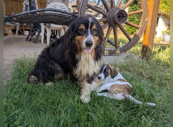 Virag, hübsche Australian Shepherd Hündin geb. 06/2021