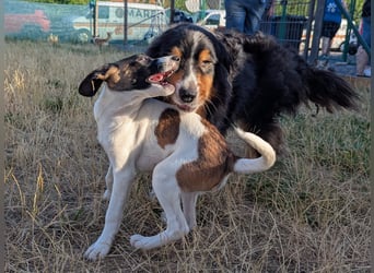 Virag, hübsche Australian Shepherd Hündin geb. 06/2021