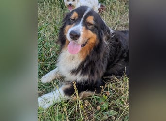 Virag, hübsche Australian Shepherd Hündin geb. 06/2021