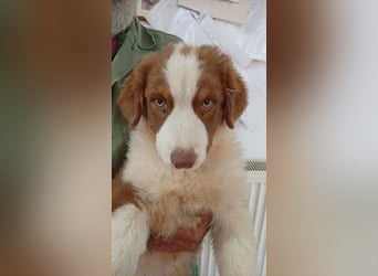 Artur, süßer Australian Shepherd Welpe geb. 05/2026