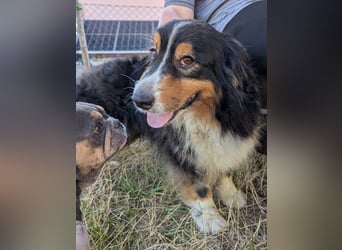Virag, hübsche Australian Shepherd Hündin geb. 06/2021
