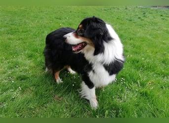 Gajo sucht ein neues Zuhause