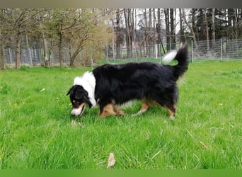 Gajo sucht ein neues Zuhause