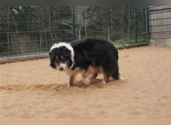 Gajo sucht ein neues Zuhause