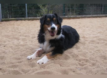 Gajo sucht ein neues Zuhause