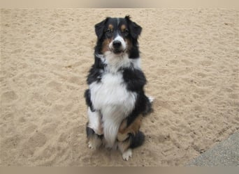 Gajo sucht ein neues Zuhause