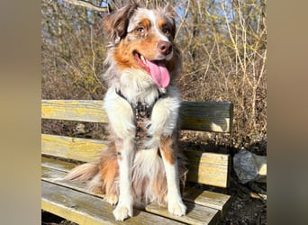 Holly - suchen ländliches,ruhiges Zuhause