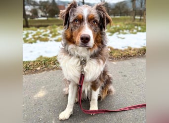 Holly - suchen ländliches,ruhiges Zuhause