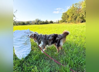 Holly - suchen ländliches,ruhiges Zuhause
