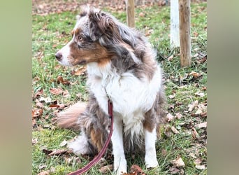 Holly - suchen ländliches,ruhiges Zuhause