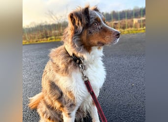 Holly - suchen ländliches,ruhiges Zuhause