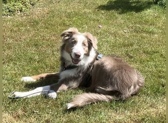 Lui sucht seine für immer Familie